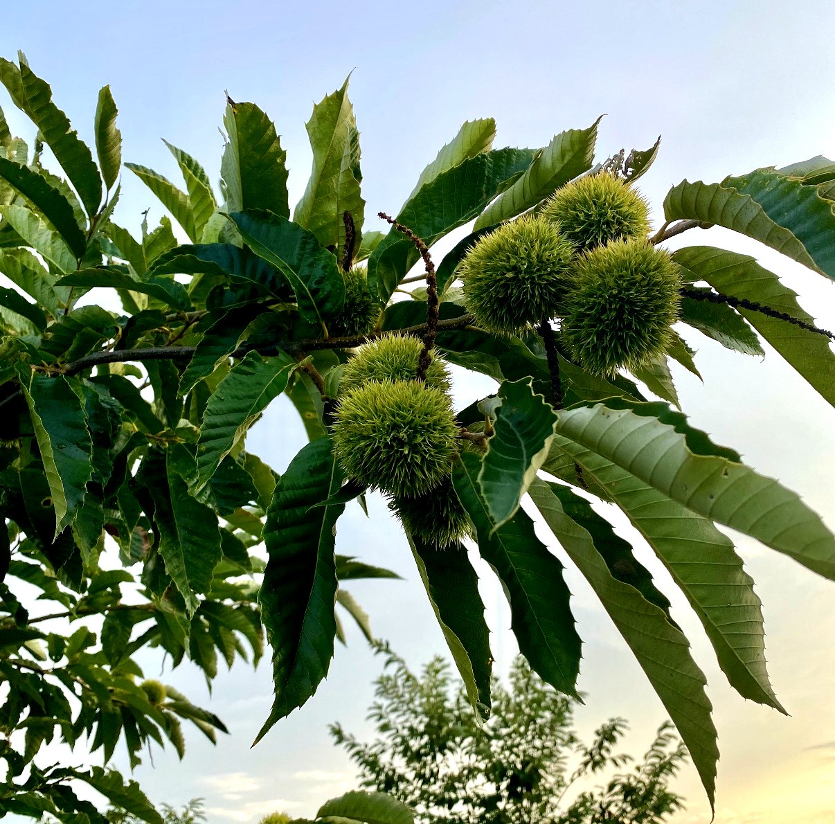 Chestnut burrs growing on a tree