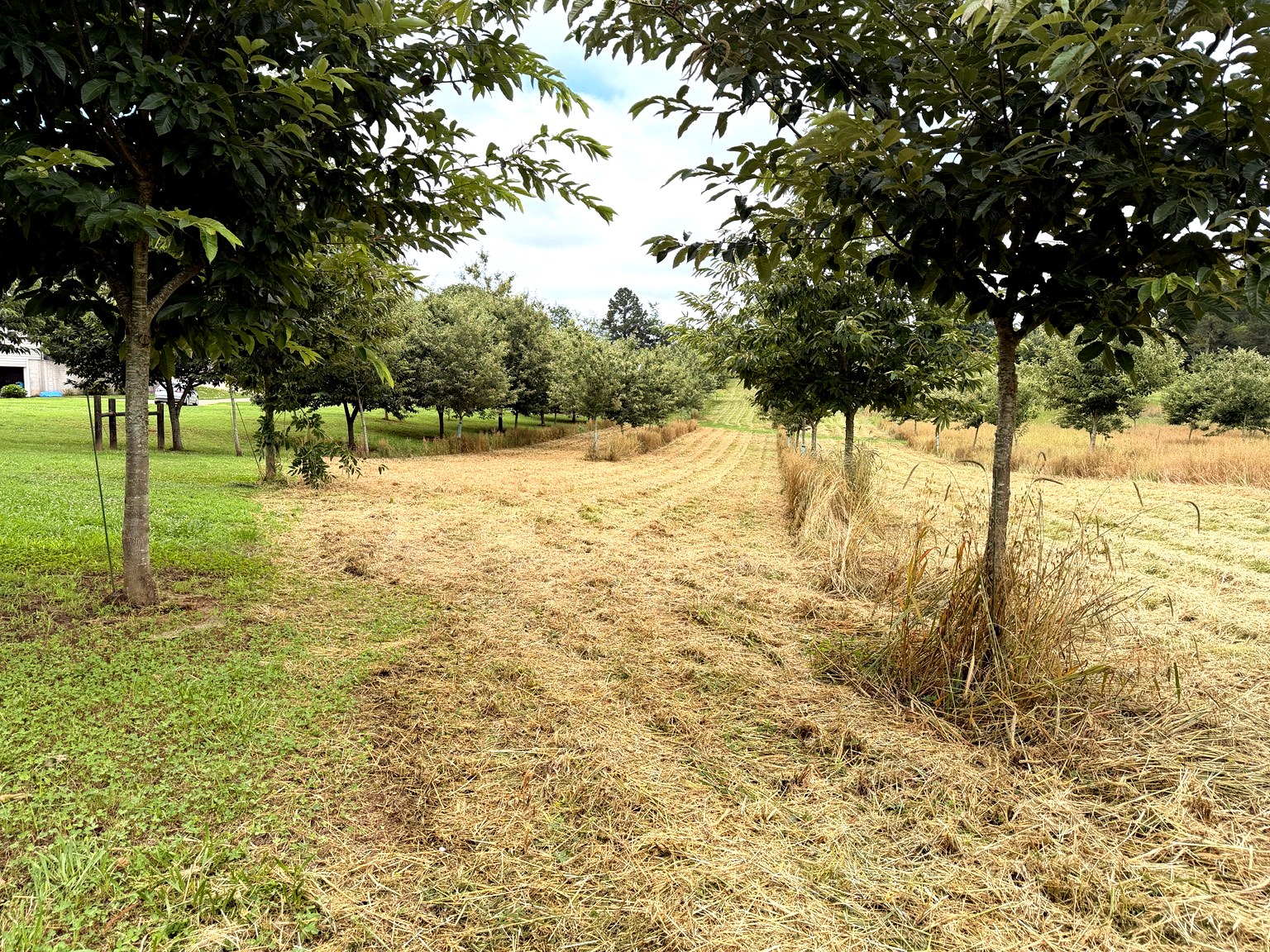 Rows of chestnut trees at BroCo Farms in Monticello, Georgia